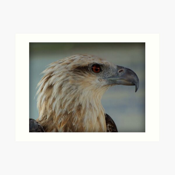 Sea Eagle Art Print