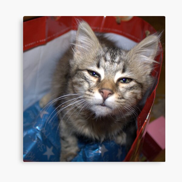 The nicest surprise Canvas Print