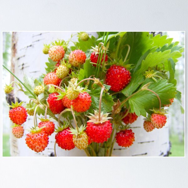 Item preview, wild strawberry designed and sold by TatianaAn.