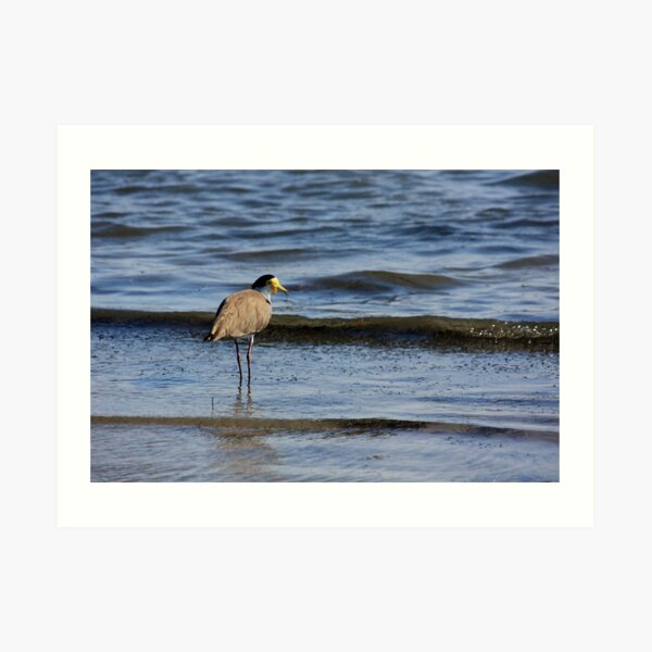 Wading Plover Art Print