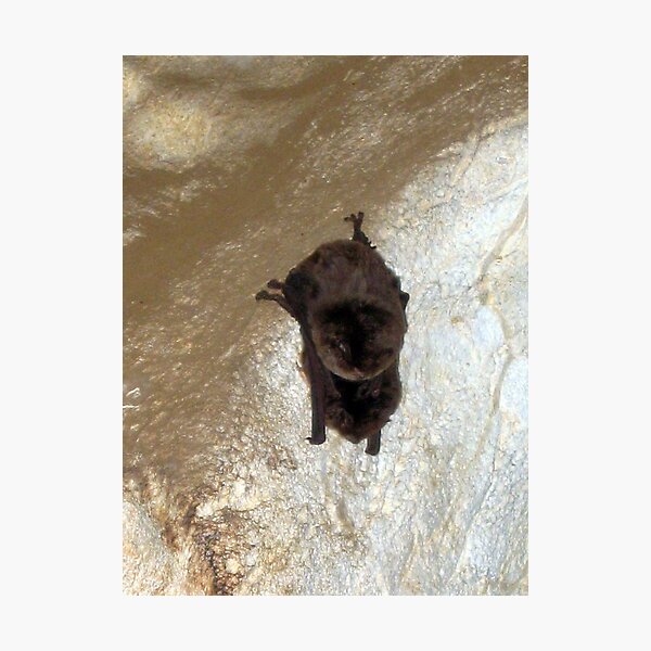 Aperçu de l'œuvre Chauve souris créée et vendue par Cheryl Parkes.