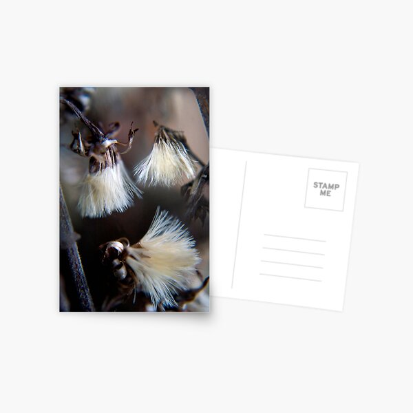 Wild flower in winter 2 Postcard