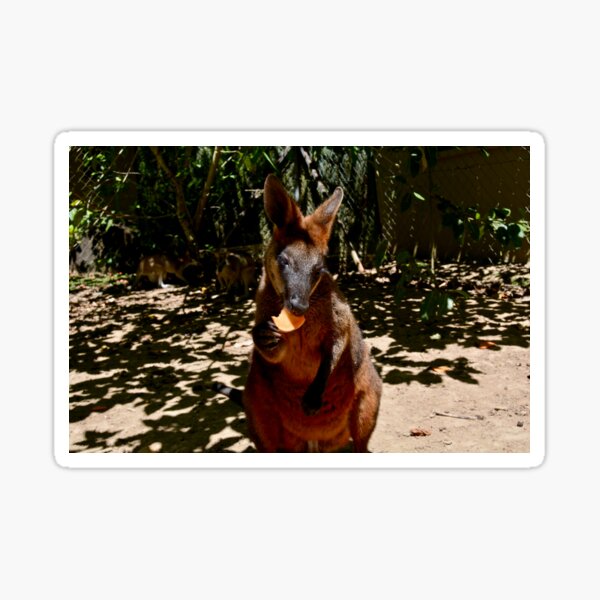 Wallaby munching on a sweet potato - Australia Sticker