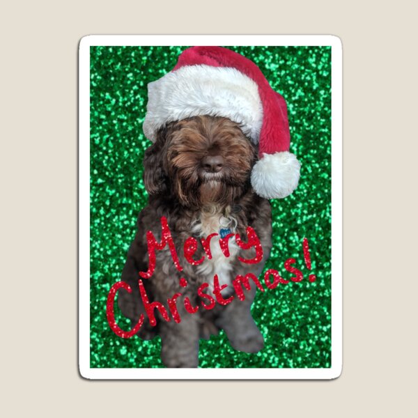 cockapoo xmas jumper