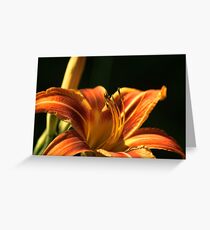 Day Lilly Greeting Card