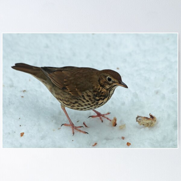 Item preview, Song Thrush designed and sold by Robert Abraham.