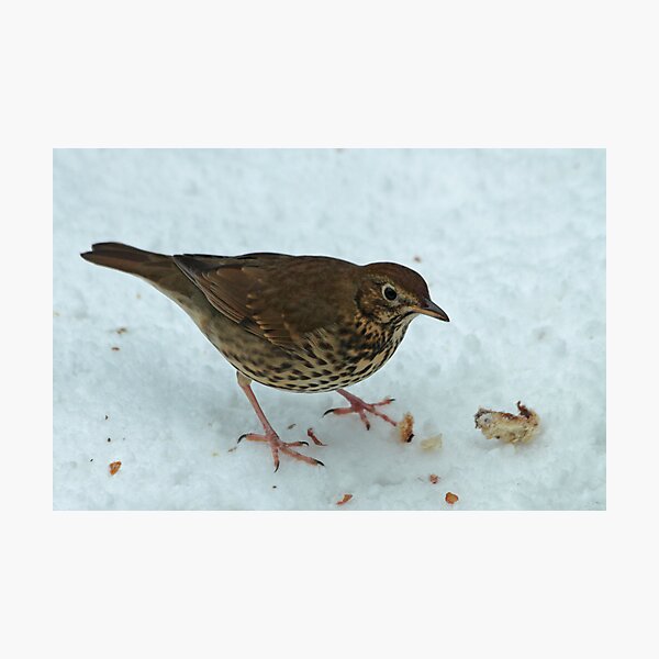 Item preview, Song Thrush designed and sold by Robert Abraham.