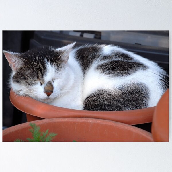 Item preview, What Strange Plant is Growing in that Pot??? designed and sold by vbk70.