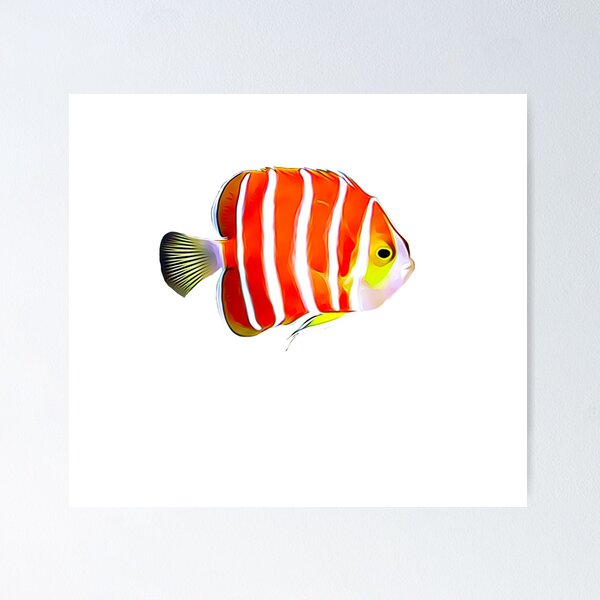 British Salt Water Fishes : Art Print £7.99 / Framed Print £22.99 / T-Shirt  £12.99 / Shopping Bag £8.99