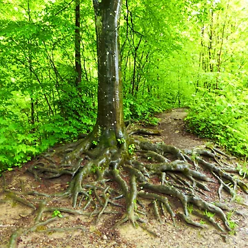 Artwork thumbnail, Beautiful Roots by Vaengi