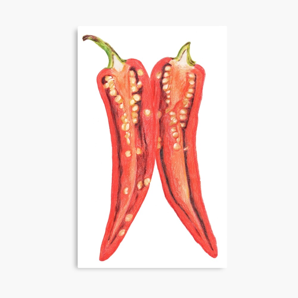 Pepper chilli hand drawn set Vector sketch Paprika Stock Vector | Adobe  Stock