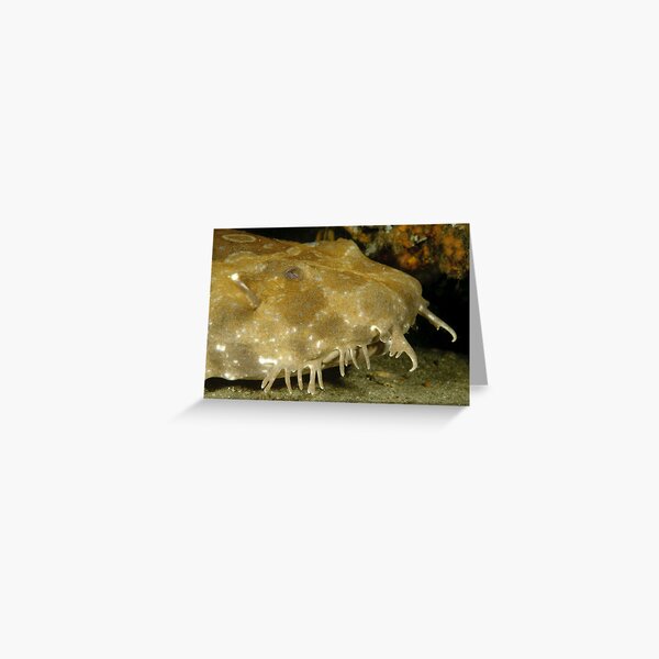 Spotted Wobbegong Greeting Card