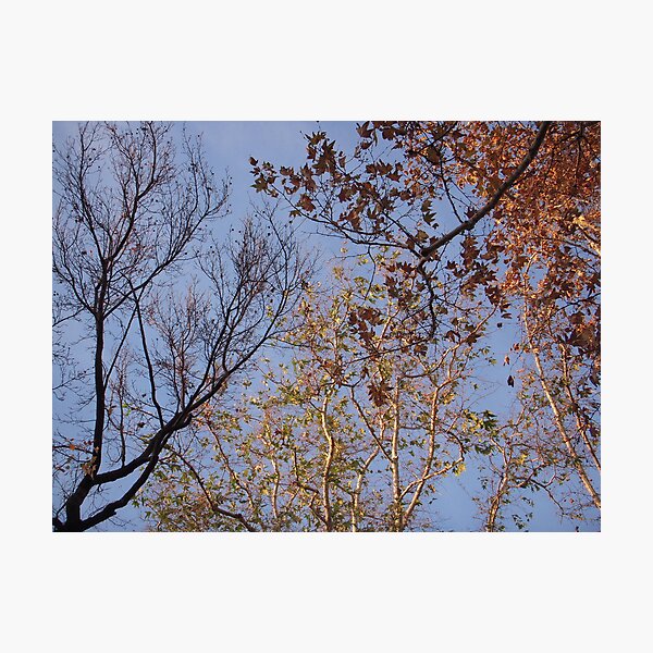 Aperçu de l'œuvre Tree-o créée et vendue par Tama Blough.