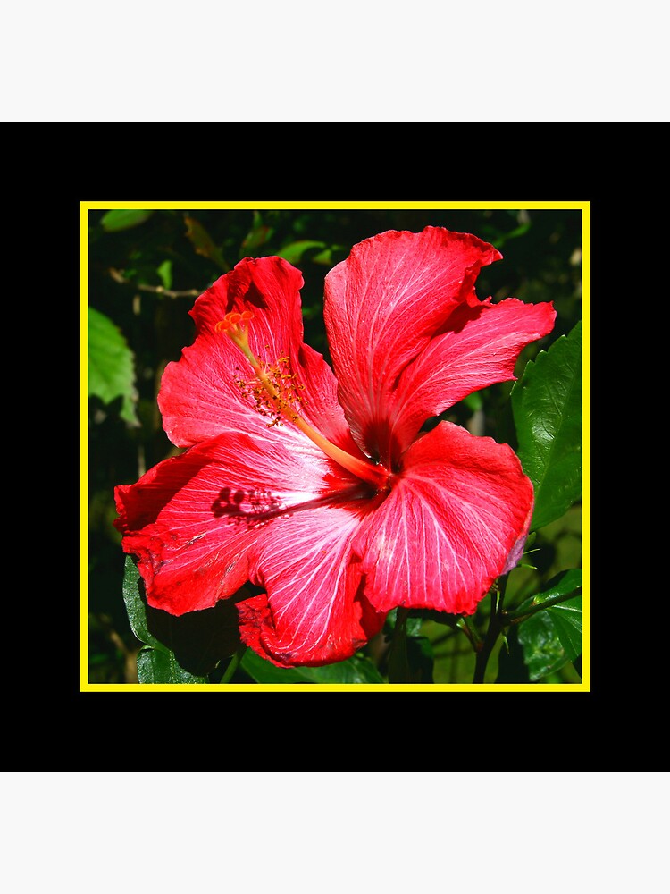 "Flor de Maga" Poster by rowinfre | Redbubble