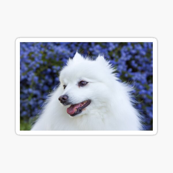 Cute Japanese Spitz Stickers Redbubble