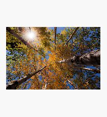 Sunburst and Aspens 1 Photographic Print