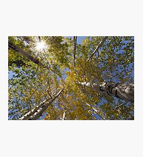 Sunburst and Aspens 2 Photographic Print