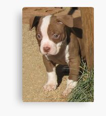 Pixi Canvas Print