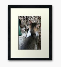 Kittens Framed Print