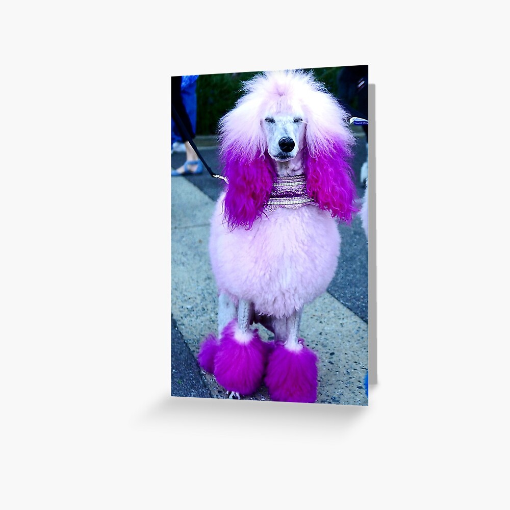 POODLE MIDI COAT BD1921-3A-29 ピンク Free Pink Poodle Perfection Image | Download at StockCake