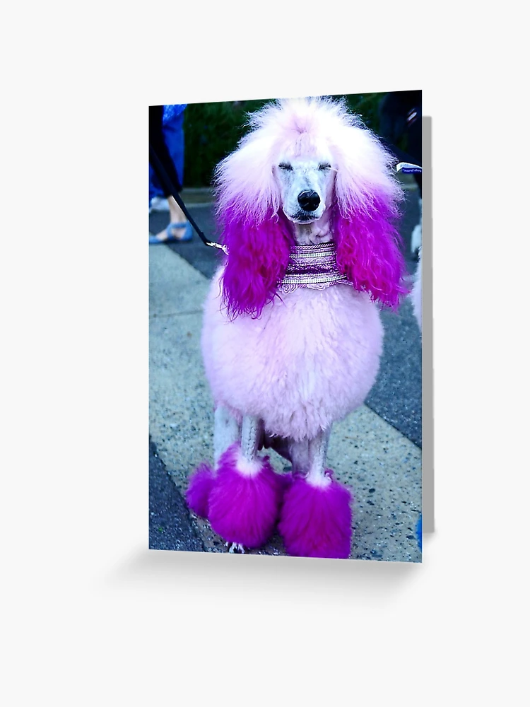 POODLE MIDI COAT BD1921-3A-29 ピンク Amazon.com: 3 BIG NOTES - Adult Hot Pink Felt Poodle Skirt