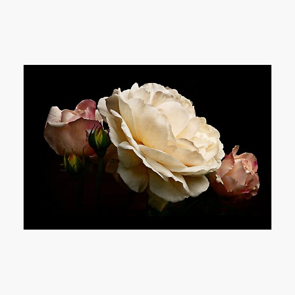 simply stunning Photographic Print