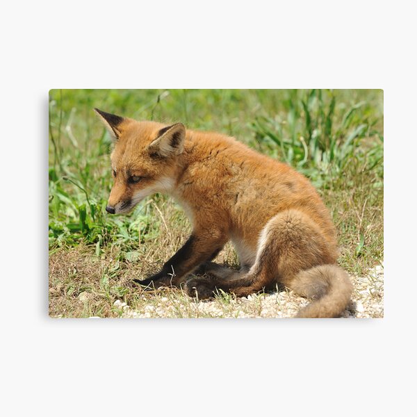 Red Fox Kit Canvas Print