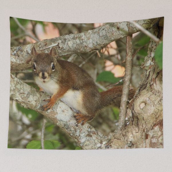 Item preview, American Red Squirrel designed and sold by AnnDixon.