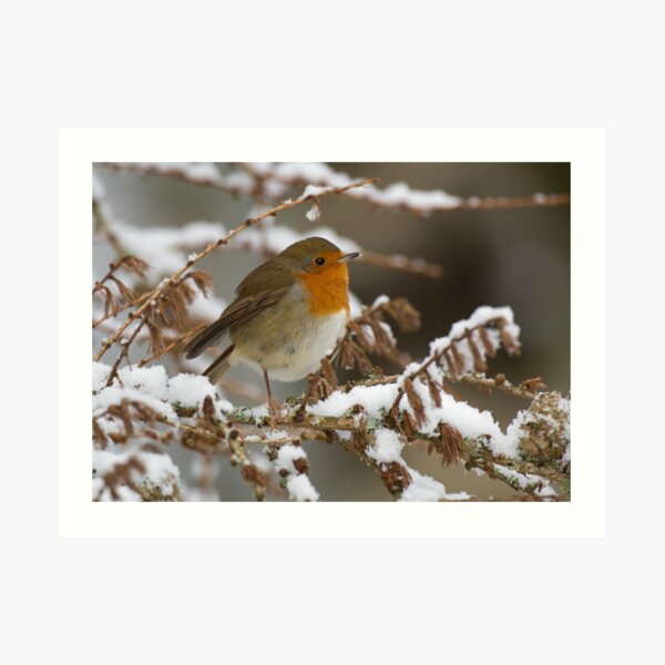 Robin and snow Art Print