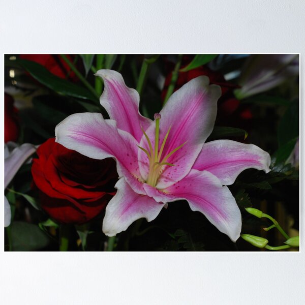 Item preview,  im a lilly designed and sold by deville.