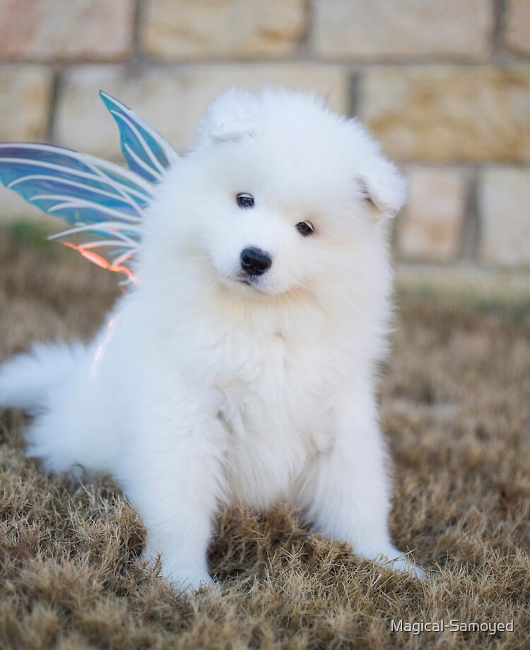 baby samoyed