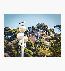 Seagull in the center of Nice, France Photographic Print