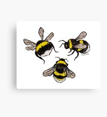 Bumblebees Canvas Print