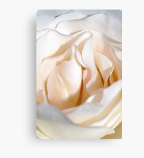 Closeup Rose Canvas Print