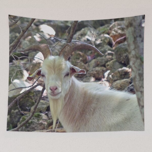 Item preview, A handsome Billy Goat designed and sold by Frankie Cat Photography.