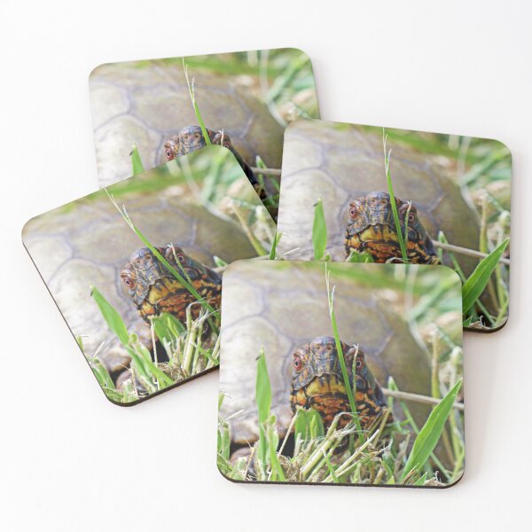 Item preview, Box Turtle on the Move designed and sold by Frankie Cat Photography.