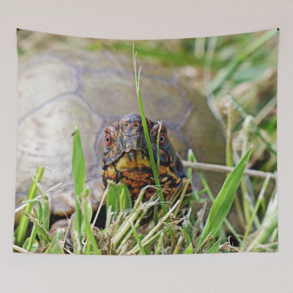 Item preview, Box Turtle on the Move designed and sold by Frankie Cat Photography.