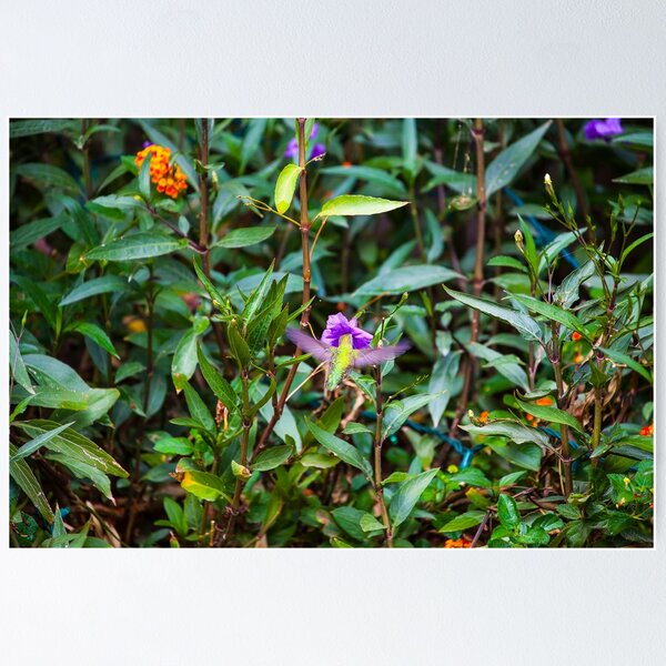 Item preview, Hummingbird Photography designed and sold by CoolCarVideos.
