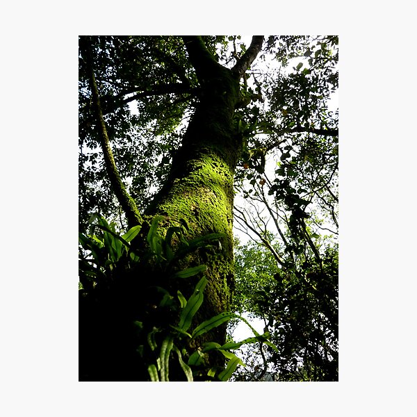 Item preview, Forest, Yangmingshan designed and sold by Digby.