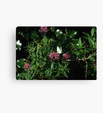 Butterfly Bush Canvas Print