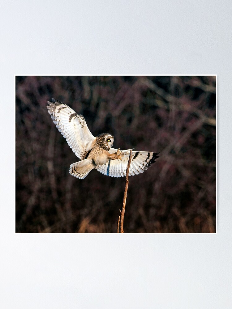 Owl Landing Poster By Oshi1 Redbubble