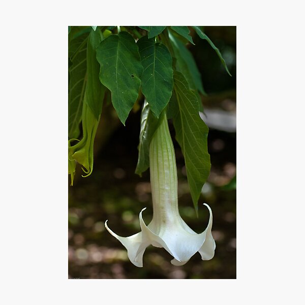 Item preview, Solanaceae Brugmansia suaveolens Angel Trumpet South America 20100105 designed and sold by Fred Mitchell.