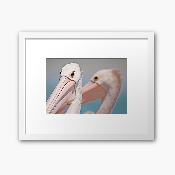 Tuross Pelicans Framed Art Print