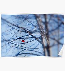 Dear Cardinal Poster