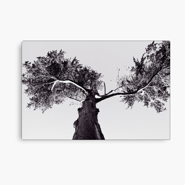 the tree in the sky Canvas Print