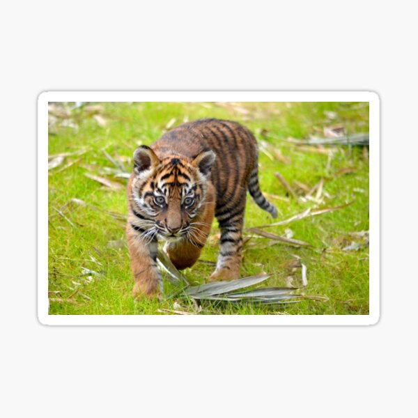 Tiger Cub on the Move Sticker