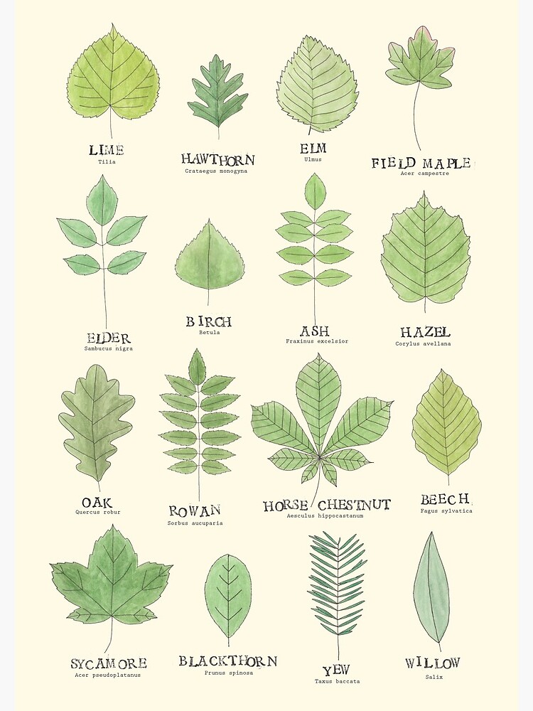 Leaf ID Chart by lhollyberry