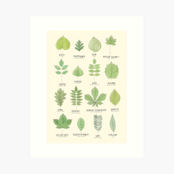 Leaf ID Chart Art Print
