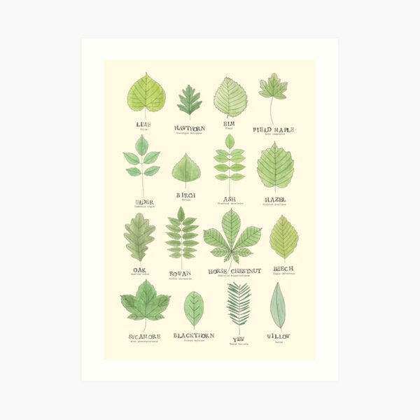 Leaf ID Chart Art Print