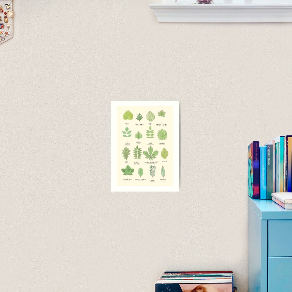 "Leaf ID Chart" Art Print for Sale by lhollyberry Redbubble